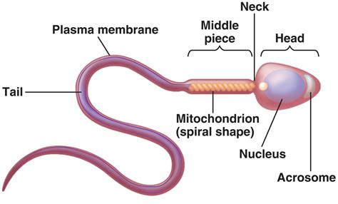 spermatozoide|The functional anatomy of the human spermatozoon: relating